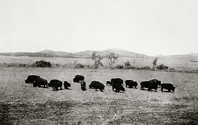 Years ago bison covered the plains
